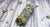 BLACK SAGE Mini Mugwort